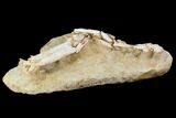 Mosasaur Jaws (Platecarpus) - Exceptional Preparation #110020-2